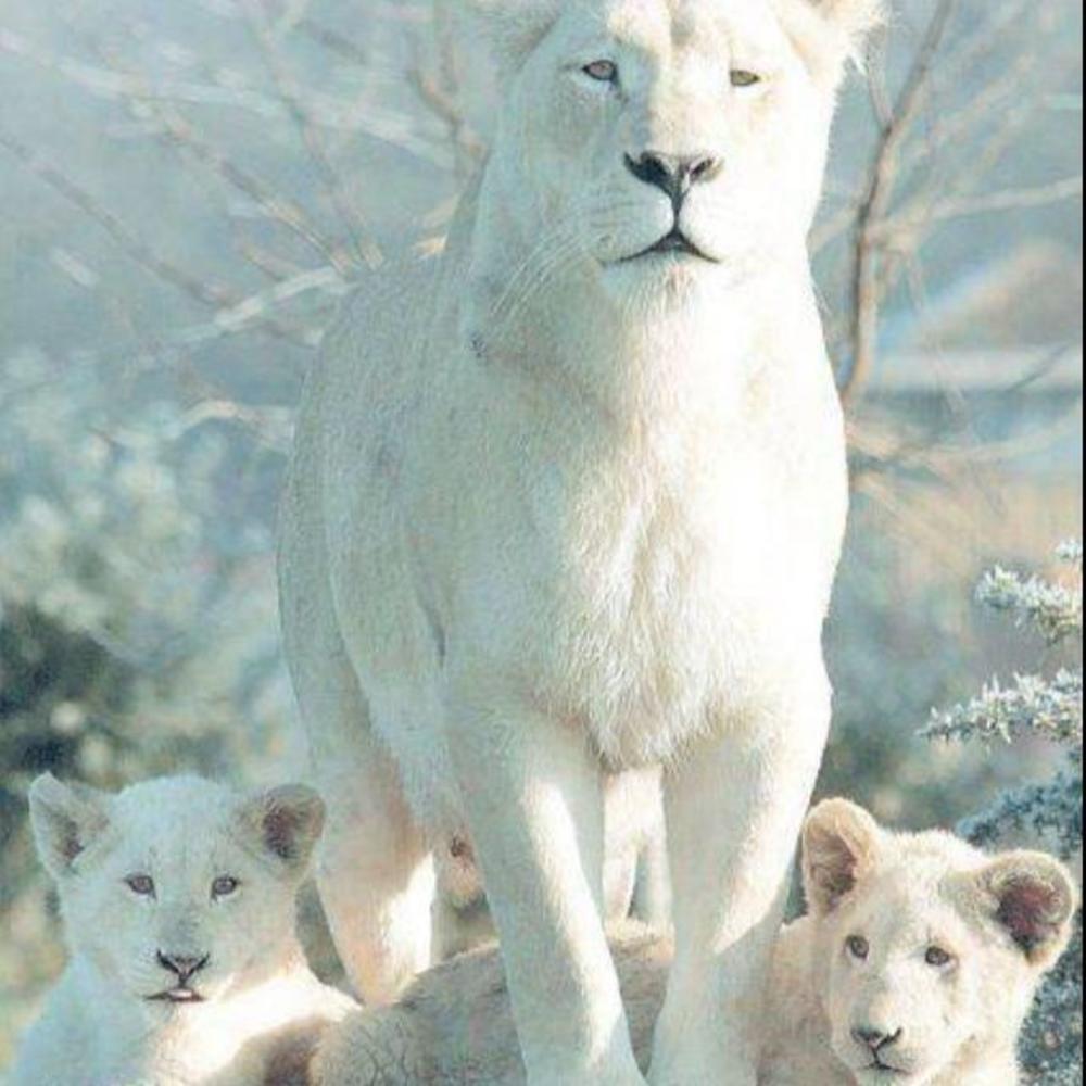 Meet your Posher, Nikki